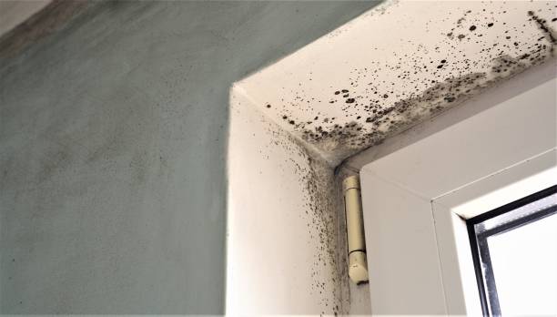 Best Industrial Mold Remediation  in Rancho Mirage, CA