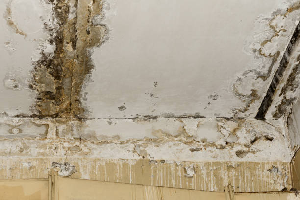 Best Mold Documentation for Insurance Claims  in Rancho Mirage, CA