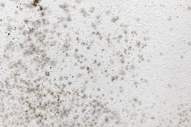 Best Mold Prevention Services  in Rancho Mirage, CA